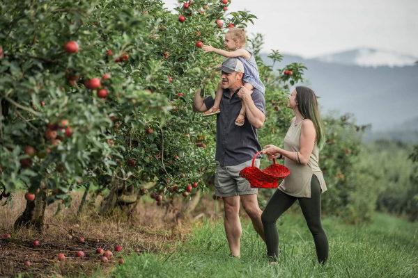 A family enjoying apple picking